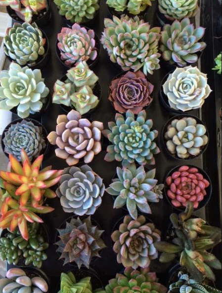 Mix Succulents Gifting Give Aways for Birthdays & Family Wedding B195