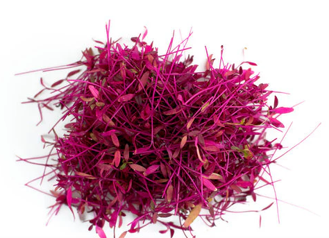 Amaranthus Red Garnet Microgreen Seeds