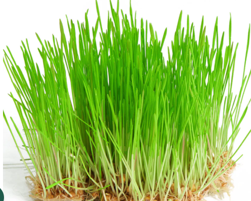 Wheatgrass Microgreen Seeds