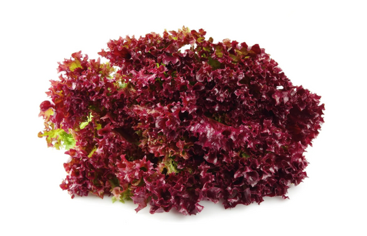 Lollo Red Lettuce Seeds