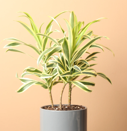 Dracaena 'Song of India'