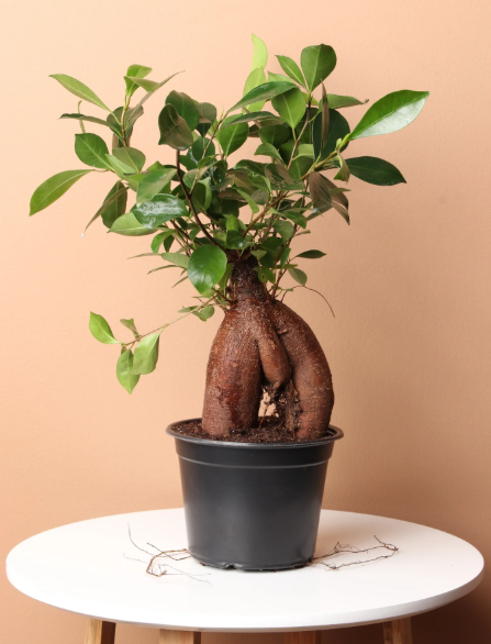 Ginseng Ficus Bonsai