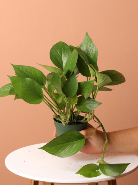 Golden Pothos