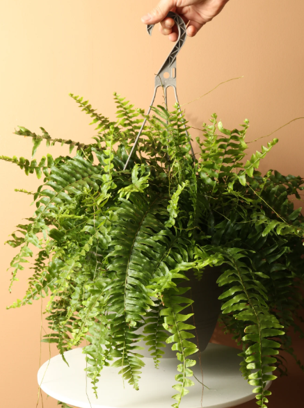 Boston Fern