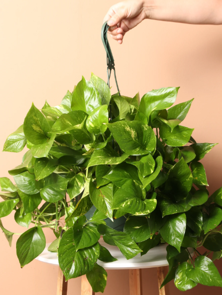 Hanging Pothos