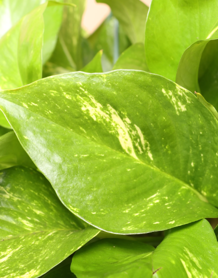 Hanging Pothos