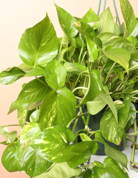 Hanging Pothos