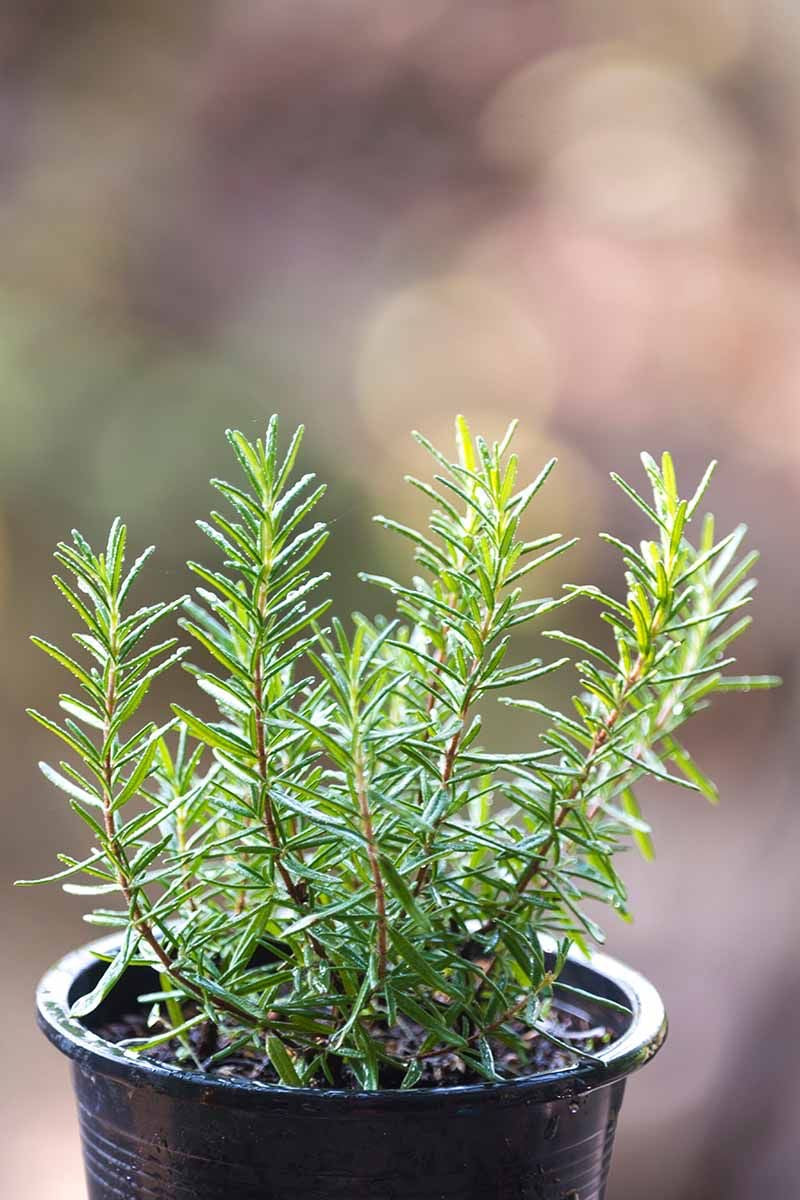 OurBalconyGarden Live Rosemary Plant B197