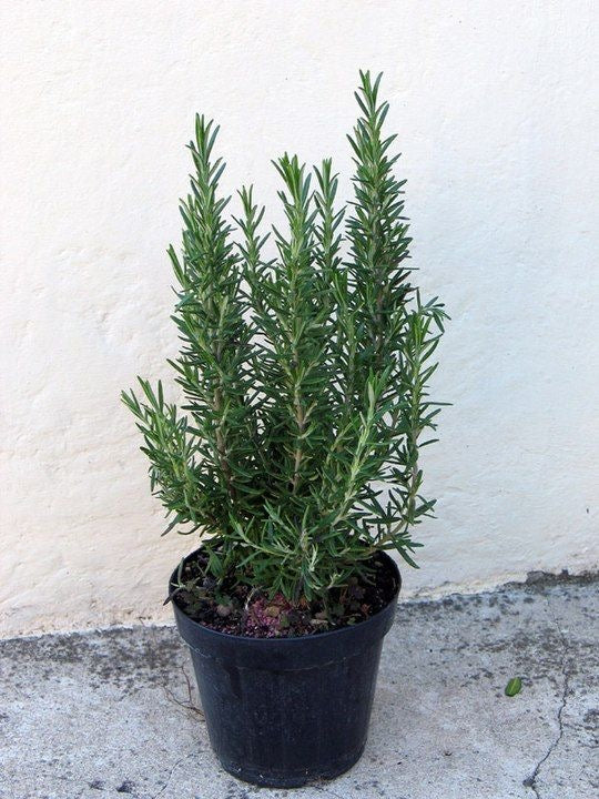 OurBalconyGarden Live Rosemary Plant B197