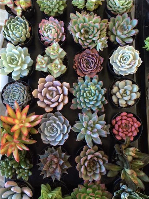 Mix Succulents Gifting Give Aways for Birthdays & Family Wedding B195