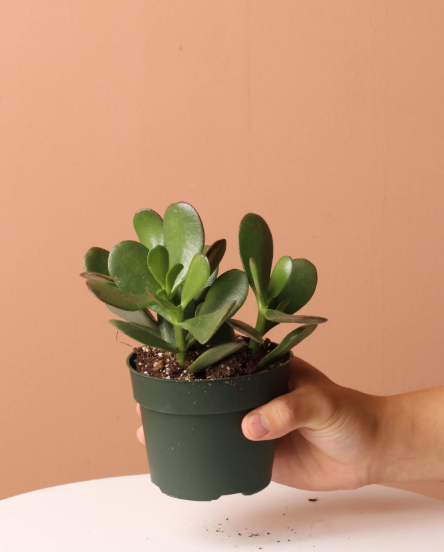 Jade - Crassula Ovata