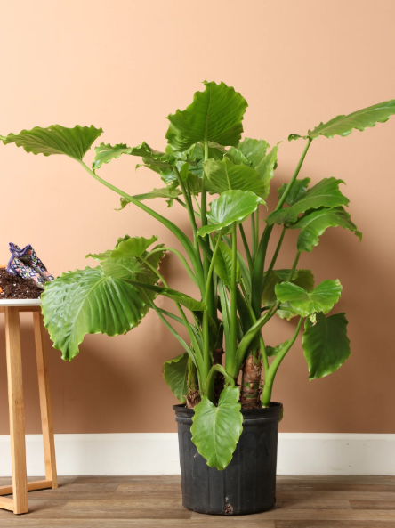 Alocasia 'Odora'