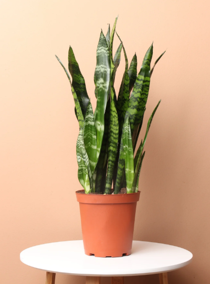 Green Snake Plant