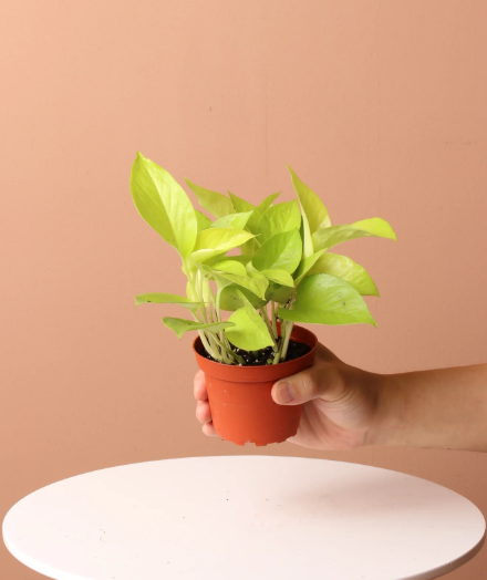 Neon Pothos