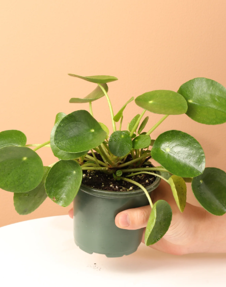 Pilea