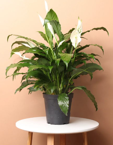 Peace Lily