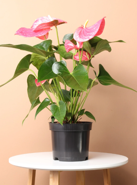 Pink Anthurium