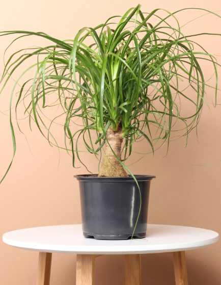 Ponytail Palm