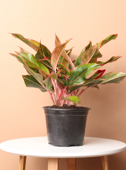 Red Aglaonema