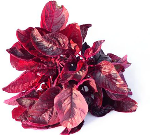 Amaranthus Red Seeds