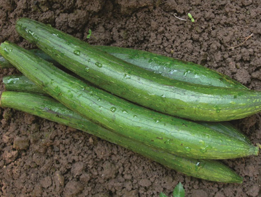 Sponge Gourd Dark Green Seeds