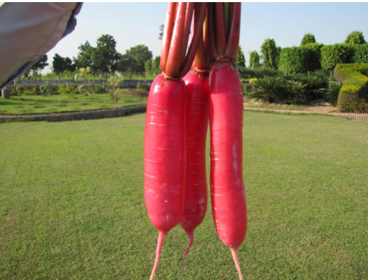 Radish Pink Seeds