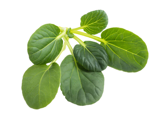 Tatsoi Green Seeds