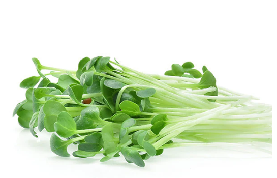 Alfalfa microgreen seeds