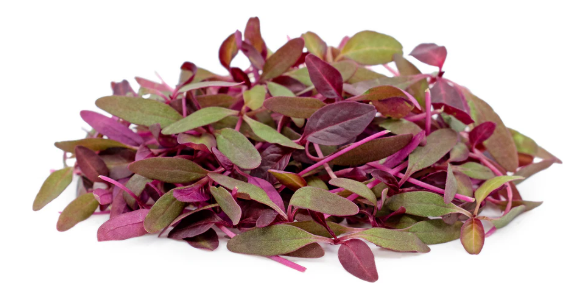 Amaranthus Red Microgreen Seeds