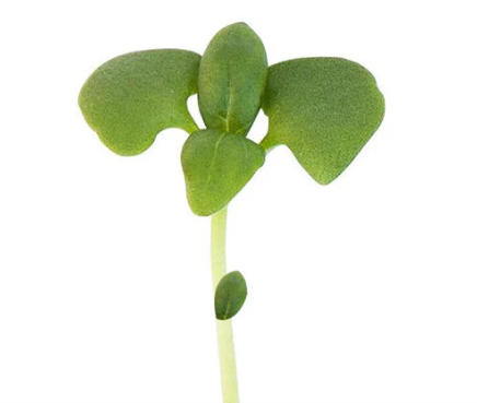 Basil Green Microgreen seeds