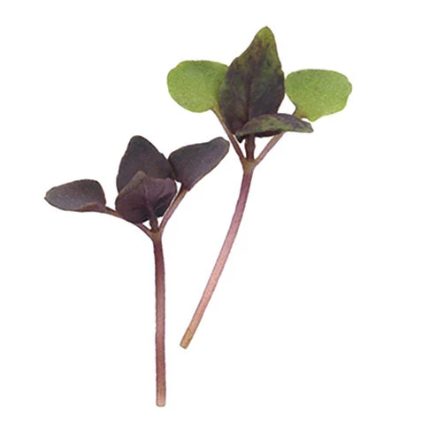 Basil Purple microgreen seeds