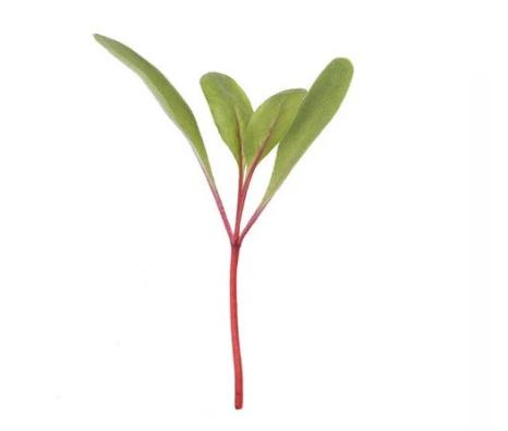 Beet Root Microgreen Seeds