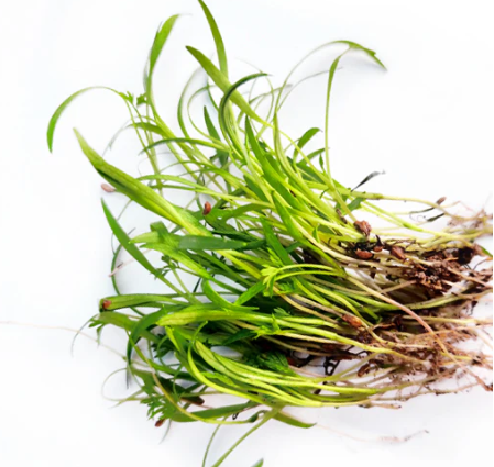 Black Carrot Microgreen Seeds