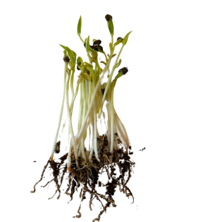 Black Gram (Kaali Urad) Microgreen Seeds