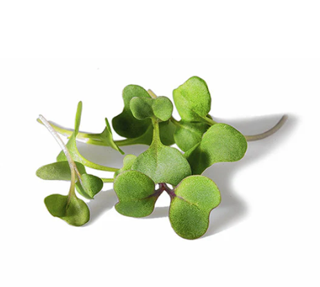 Broccoli Microgreen Seeds