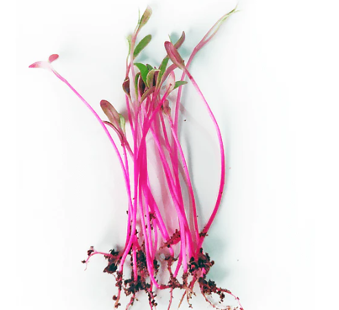 Bull’s Blood Beet Microgreen Seeds