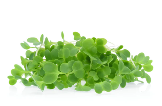 Cabbage Microgreen Seeds