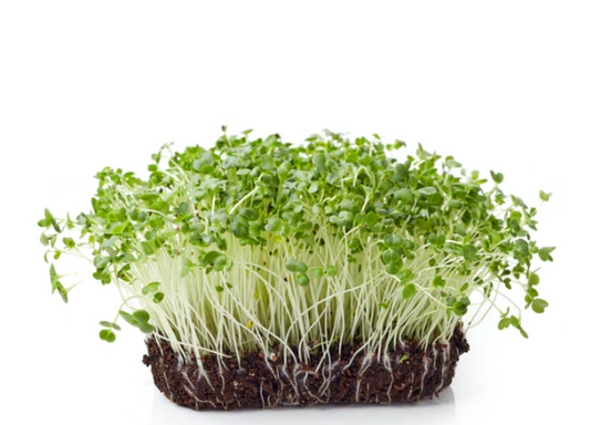 Cauliflower Microgreen Seeds