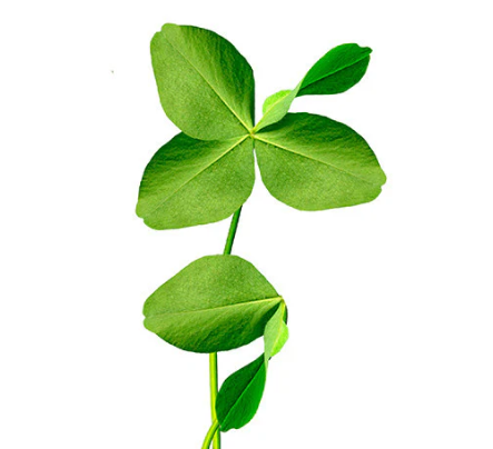 Clover microgreen seeds