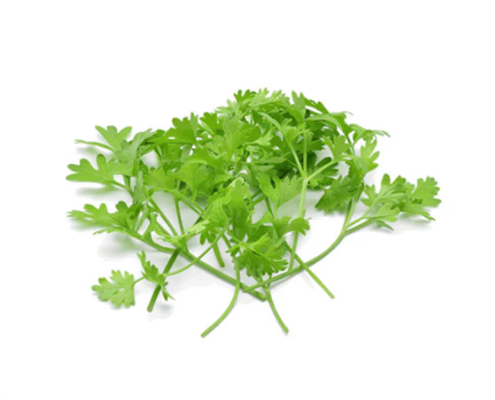 Coriander microgreen seeds