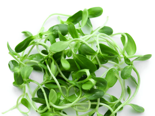 Fenugreek (Metha) Microgreen Seeds