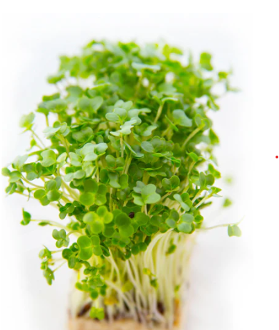 Garden Cress Microgreen Seeds