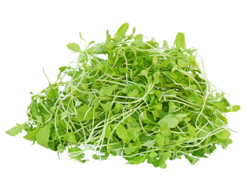 Green Mustard Microgreen Seeds