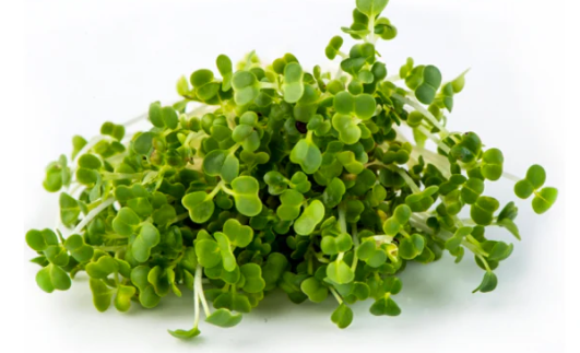 Mizuna Green Microgreen Seeds