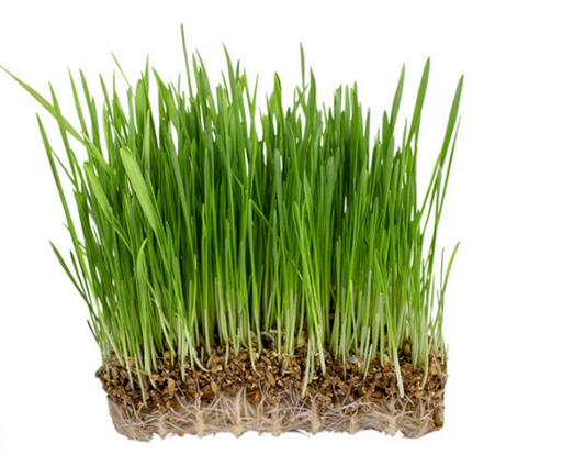 Oat Grass Microgreen Seeds