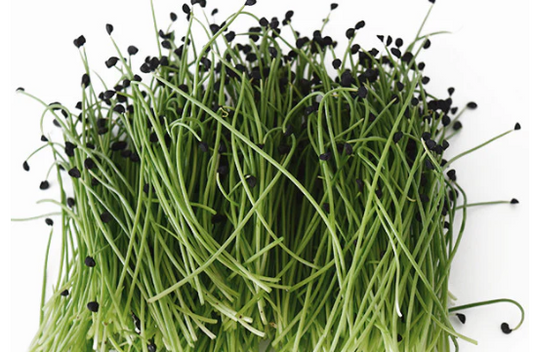 Onion Microgreen Seeds