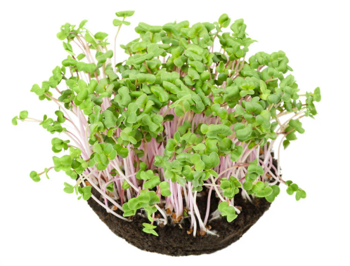 Radish Pink Microgreen Seeds