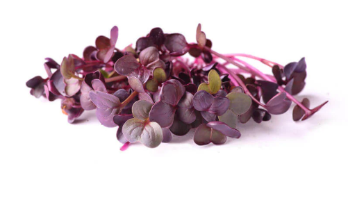 Radish Purple Sango Microgreens