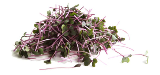 Red Cabbage Microgreen Seeds