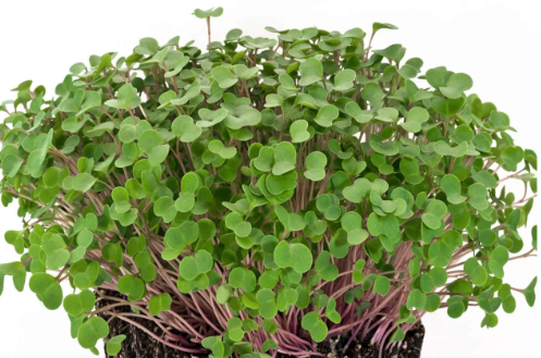 Red Kale Microgreen Seeds